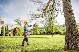 How Our Tree Care Process Works  in  Reading, OH