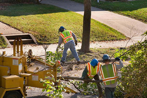 Reading, OH Tree Care  Company